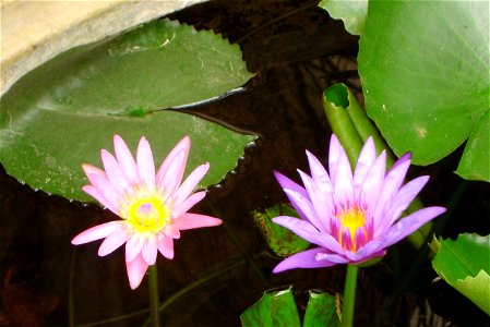 Water-lily Nymphaea Lotus (Thailand)