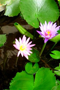 Water-lily Nymphaea Lotus (Thailand) photo