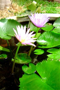 Water-lily Nymphaea Lotus (Thailand) photo