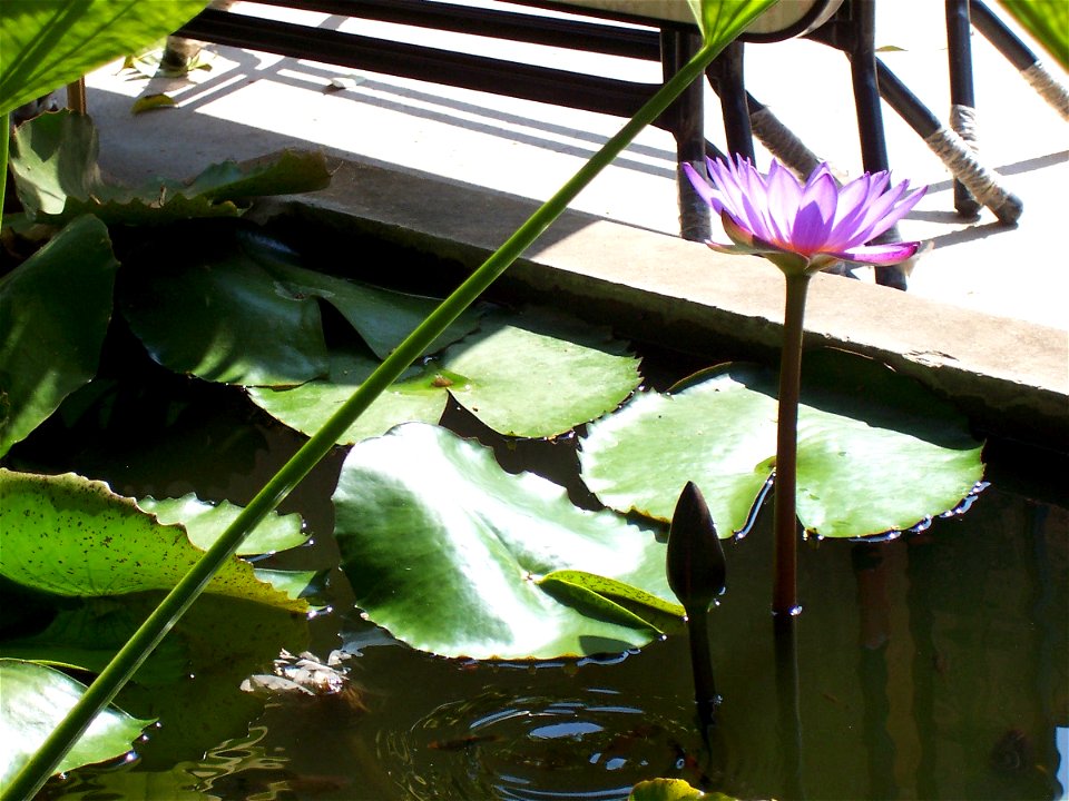 Water-lily Nymphaea lotus - Uttaradit, Thailand