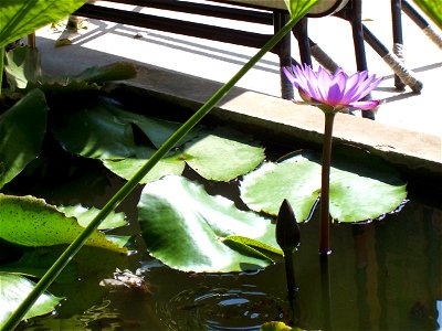 Water-lily Nymphaea lotus - Uttaradit, Thailand photo