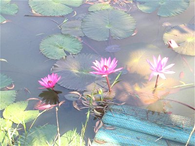 Water-lily Nymphaea Lotus (Thailand) photo