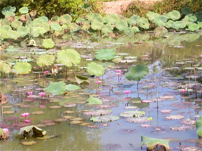 Lotus Nelumbo nucifera (leaves on stems above water) and water-lily Nymphaea sp. (floating leaves and flowers). Thailand.