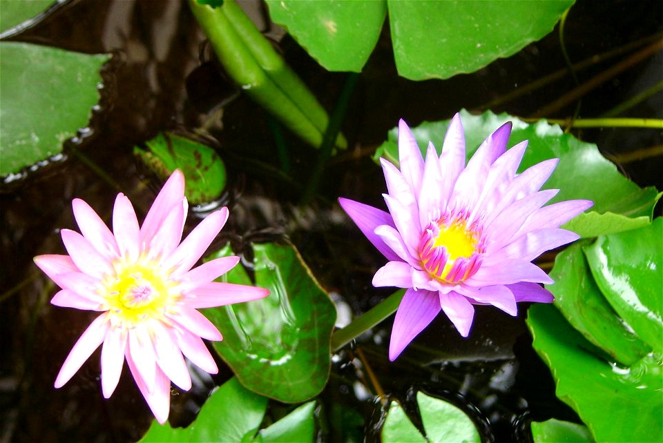 Water-lily Nymphaea Lotus (Thailand)