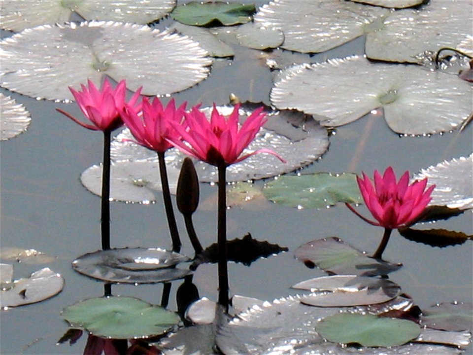 Lotus in a public garden/park in Bengaluru, India