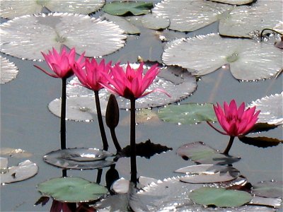 Lotus in a public garden/park in Bengaluru, India photo