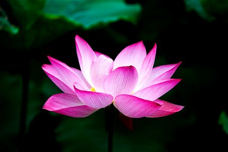 Flower of an Indian Lotus (Nelumbo nucifera) Español: Flor del loto sagrado (Nelumbo nucifera). Deutsch: Blüte der Lotusblume (Nelumbo nucifera) Français : Fleur de lotus sacré. It photo