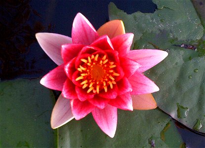 Lotus flower in Korea
