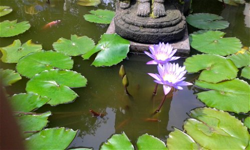 Pair of Violet Lotus in a Pond photo