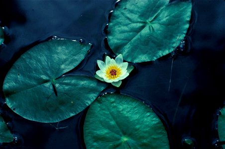 Image title: Water lily flower nelumbo lutea american lotus Image from Public domain images website, http://www.public-domain-image.com/full-image/flora-plants-public-domain-images-pictures/flowers-pu photo