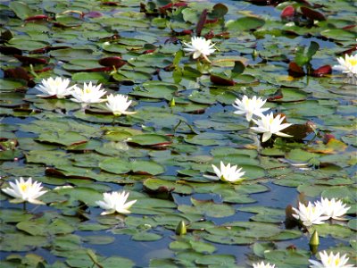 Image title: Water lilies white flowers nelumbo lutea or american lotus Image from Public domain images website, http://www.public-domain-image.com/full-image/flora-plants-public-domain-images-picture photo