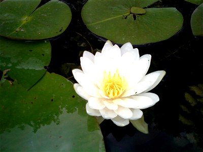 A water lilly in a pond called The Lagoon in Minneapolis, Minnesota photo
