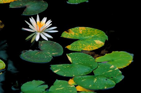 Image title: White water lily or fragrant water lily flower nymphaea odorata blossom with leaves floating on water
Image from Public domain images website, http://www.public-domain-image.com/full-imag