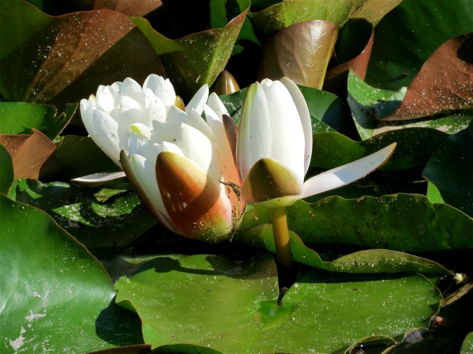 Weiße Seerose (Nymphaea alba) im Landesgartenschaupark Hockenheim