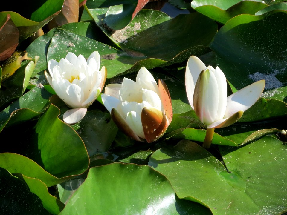 Weiße Seerose (Nymphaea alba) im Landesgartenschaupark Hockenheim