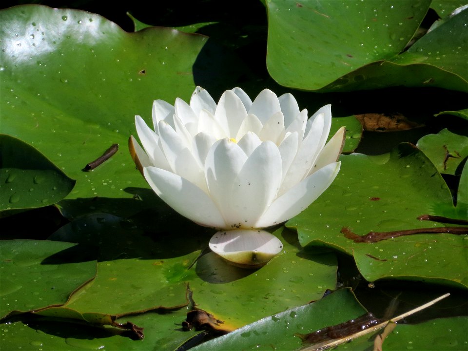 Weiße Seerose (Nymphaea alba) im Landesgartenschaupark Hockenheim
