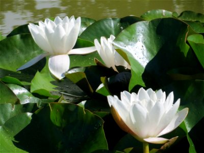 Weiße Seerose (Nymphaea alba) im Landesgartenschaupark Hockenheim