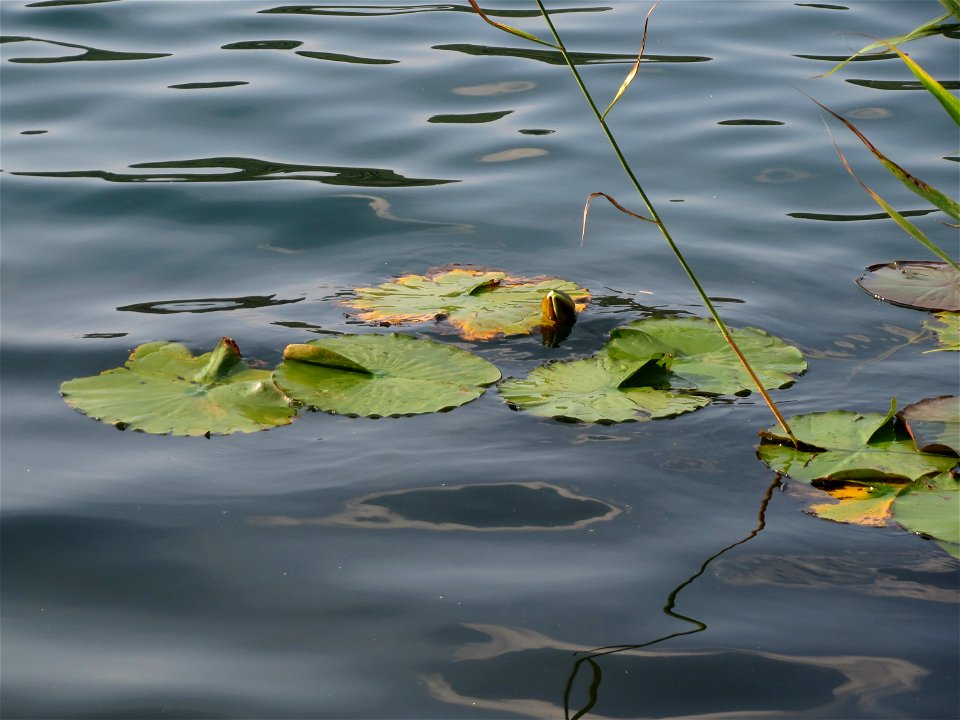 Weiße Seerose (Nymphaea alba) im Schalkenmehrener Maar
