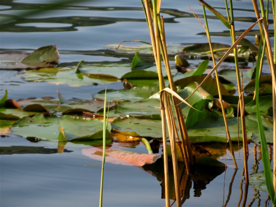 Weiße Seerose (Nymphaea alba) im Schalkenmehrener Maar
