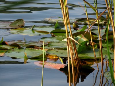 Weiße Seerose (Nymphaea alba) im Schalkenmehrener Maar photo