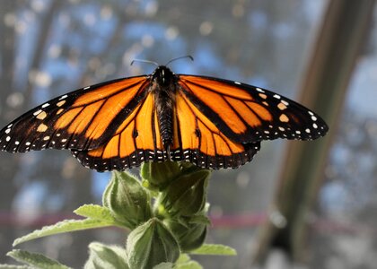 Orange beauty monarch butterfly