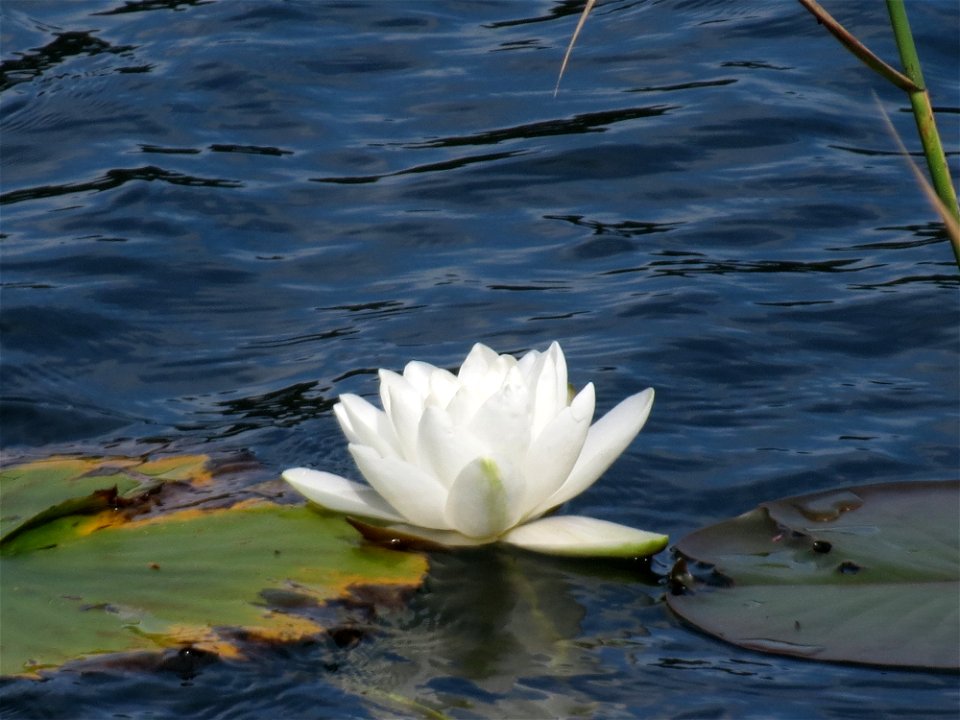 Weiße Seerose (Nymphaea alba) im Schalkenmehrener Maar