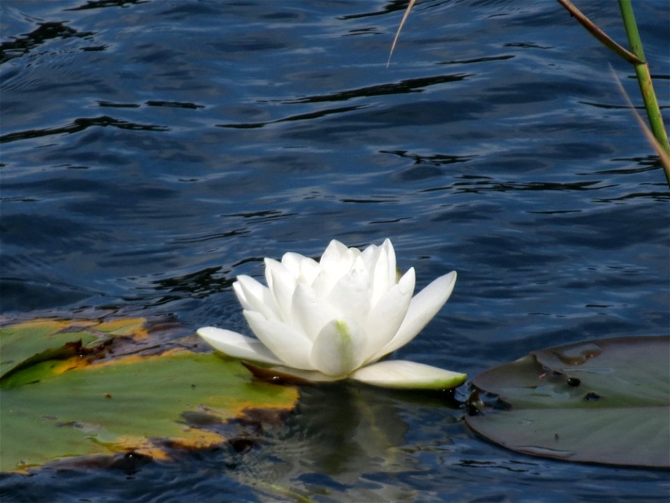 Weiße Seerose (Nymphaea alba) im Schalkenmehrener Maar photo