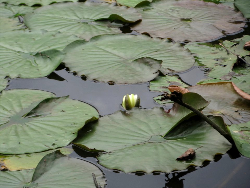 Weiße Seerose (Nymphaea alba) am Saaraltarm am Staden in Saarbrücken