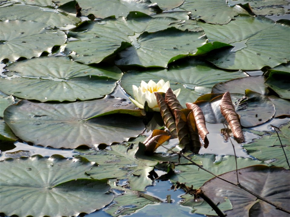 Weiße Seerose (Nymphaea alba) am Saaraltarm am Staden in Saarbrücken