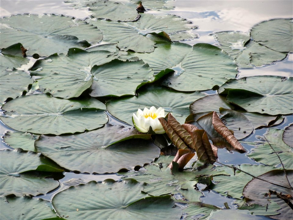 Weiße Seerose (Nymphaea alba) am Saaraltarm am Staden in Saarbrücken