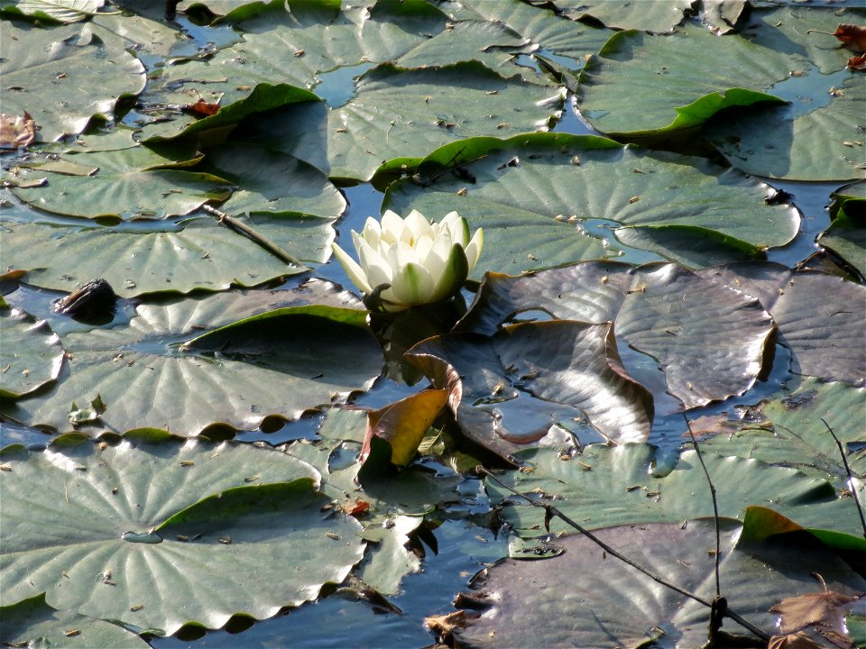 Weiße Seerose (Nymphaea alba) am Saaraltarm am Staden in Saarbrücken