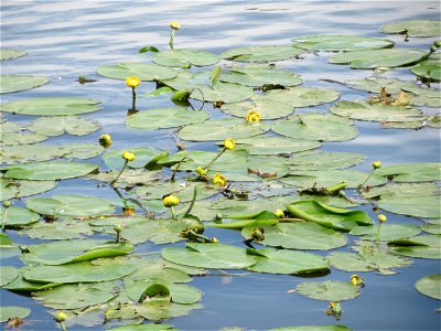 Gelbe Teichrose (Nuphar lutea) an der Saar in Saarbrücken