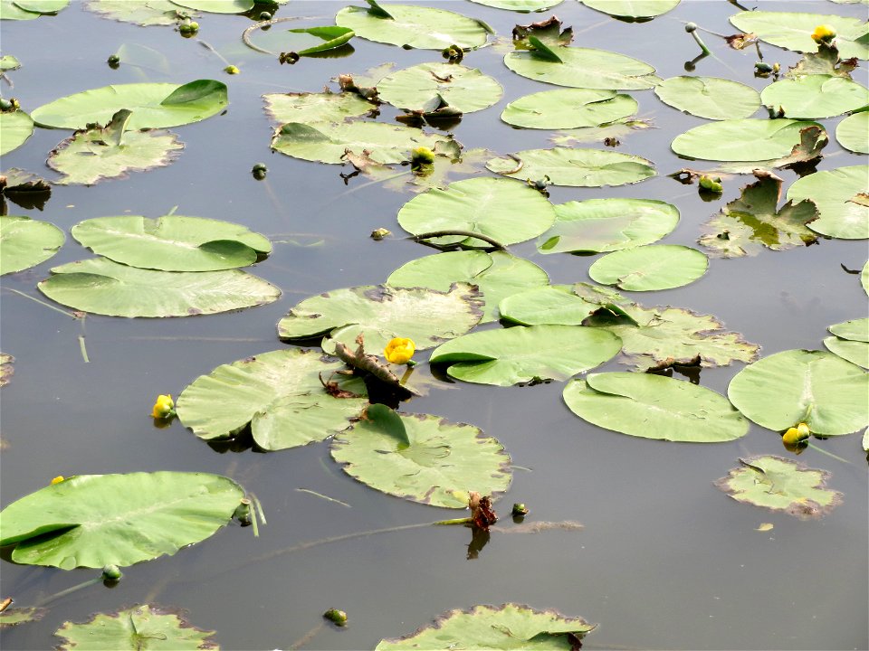 Gelbe Teichrose (Nuphar lutea) an der Saar in Saarbrücken