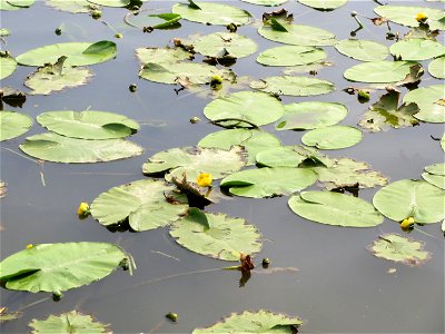 Gelbe Teichrose (Nuphar lutea) an der Saar in Saarbrücken