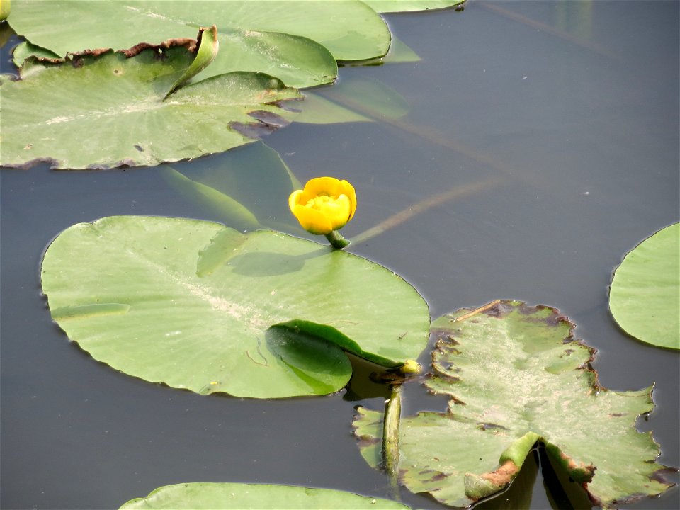 Gelbe Teichrose (Nuphar lutea) an der Saar in Saarbrücken