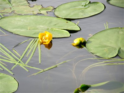 Gelbe Teichrose (Nuphar lutea) an der Saar in Saarbrücken