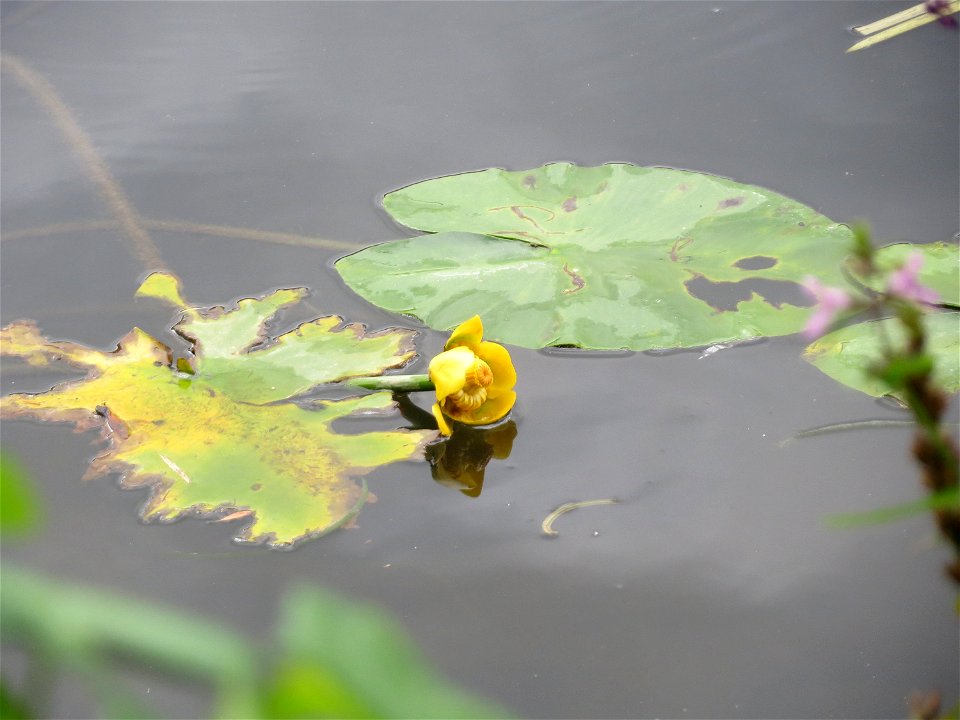 Gelbe Teichrose (Nuphar lutea) an der Saar in Saarbrücken