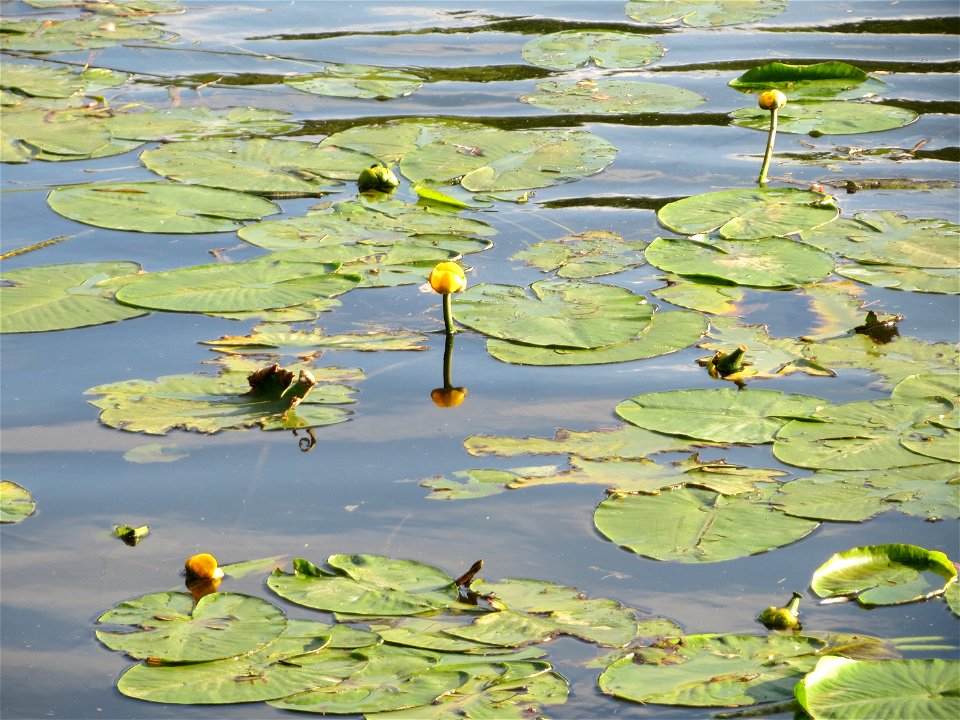 Gelbe Teichrose (Nuphar lutea) an der Saar in Saarbrücken