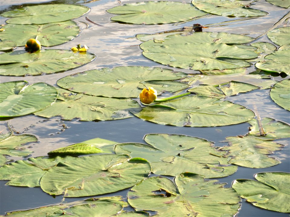 Gelbe Teichrose (Nuphar lutea) an der Saar in Saarbrücken