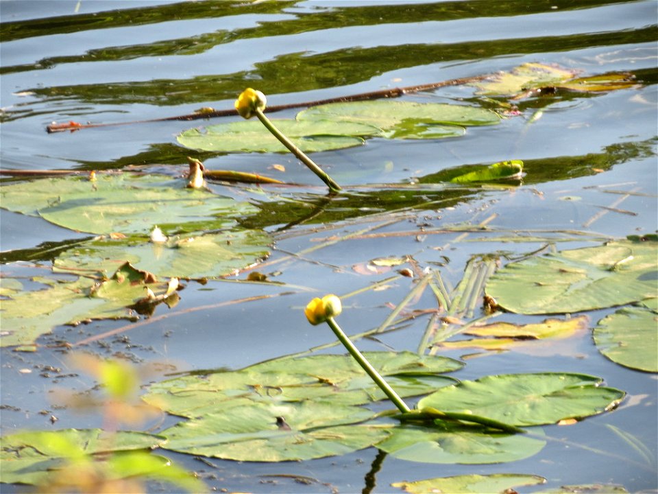 Gelbe Teichrose (Nuphar lutea) an der Saar in Saarbrücken