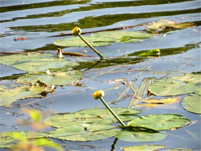 Gelbe Teichrose (Nuphar lutea) an der Saar in Saarbrücken
