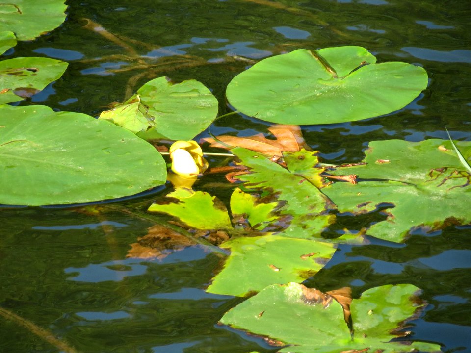 Gelbe Teichrose (Nuphar lutea) an der Saar in Saarbrücken