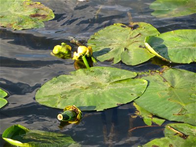 Gelbe Teichrose (Nuphar lutea) an der Saar in Saarbrücken