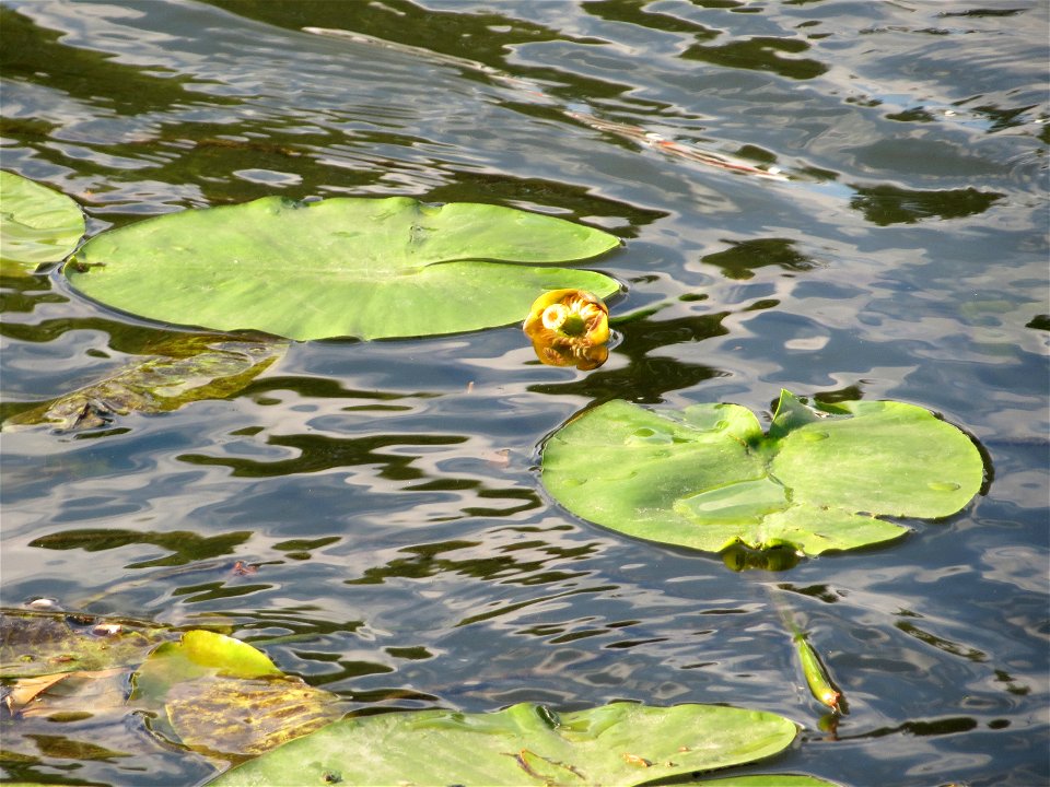 Gelbe Teichrose (Nuphar lutea) an der Saar in Saarbrücken