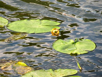Gelbe Teichrose (Nuphar lutea) an der Saar in Saarbrücken