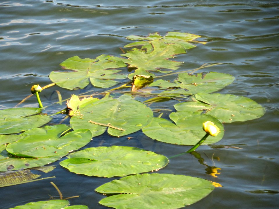 Gelbe Teichrose (Nuphar lutea) am Staden in Saarbrücken