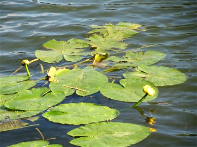 Gelbe Teichrose (Nuphar lutea) am Staden in Saarbrücken