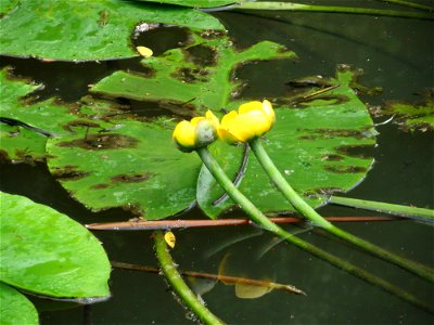 Gelbe Teichrose (Nuphar lutea) am Staden in Saarbrücken