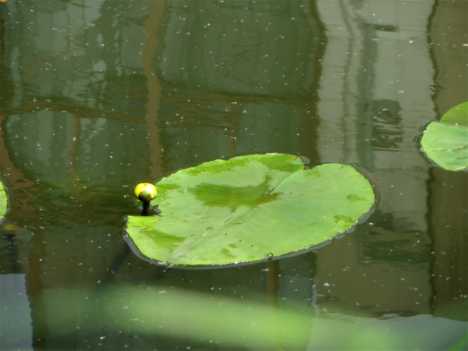 Gelbe Teichrose (Nuphar lutea) an der Saar in Saarbrücken
