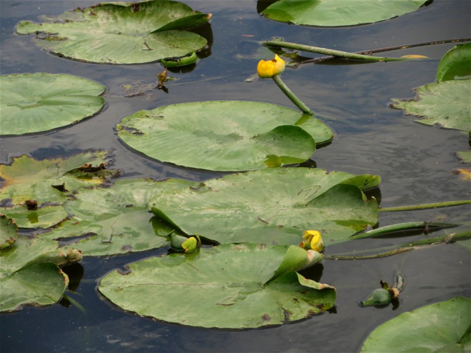 Gelbe Teichrose (Nuphar lutea) am Osthafen Saarbrücken